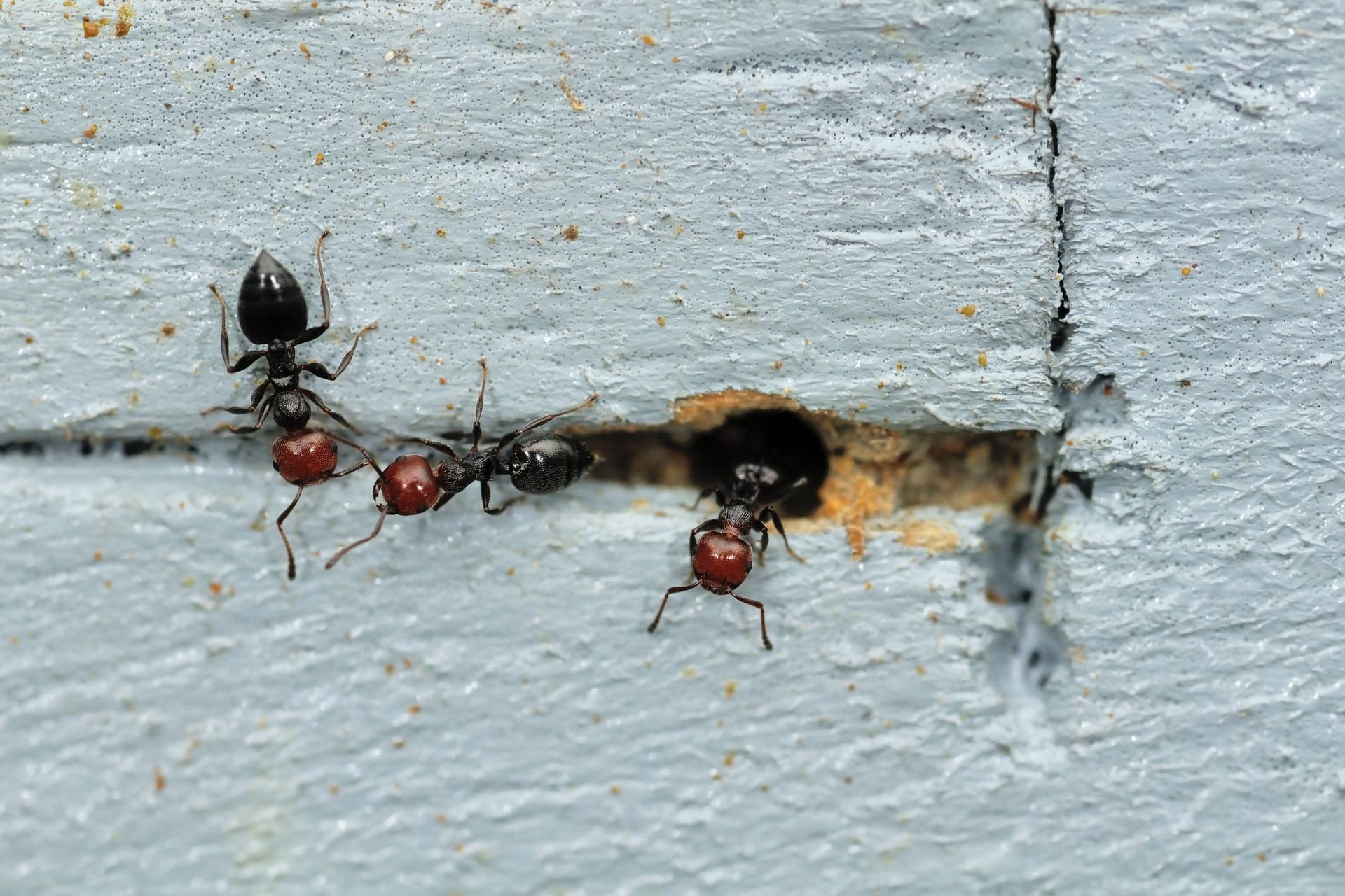 Wenn Sie einen Riss in der Mauer haben, können Ameisen leicht in Ihr Haus gelangen.