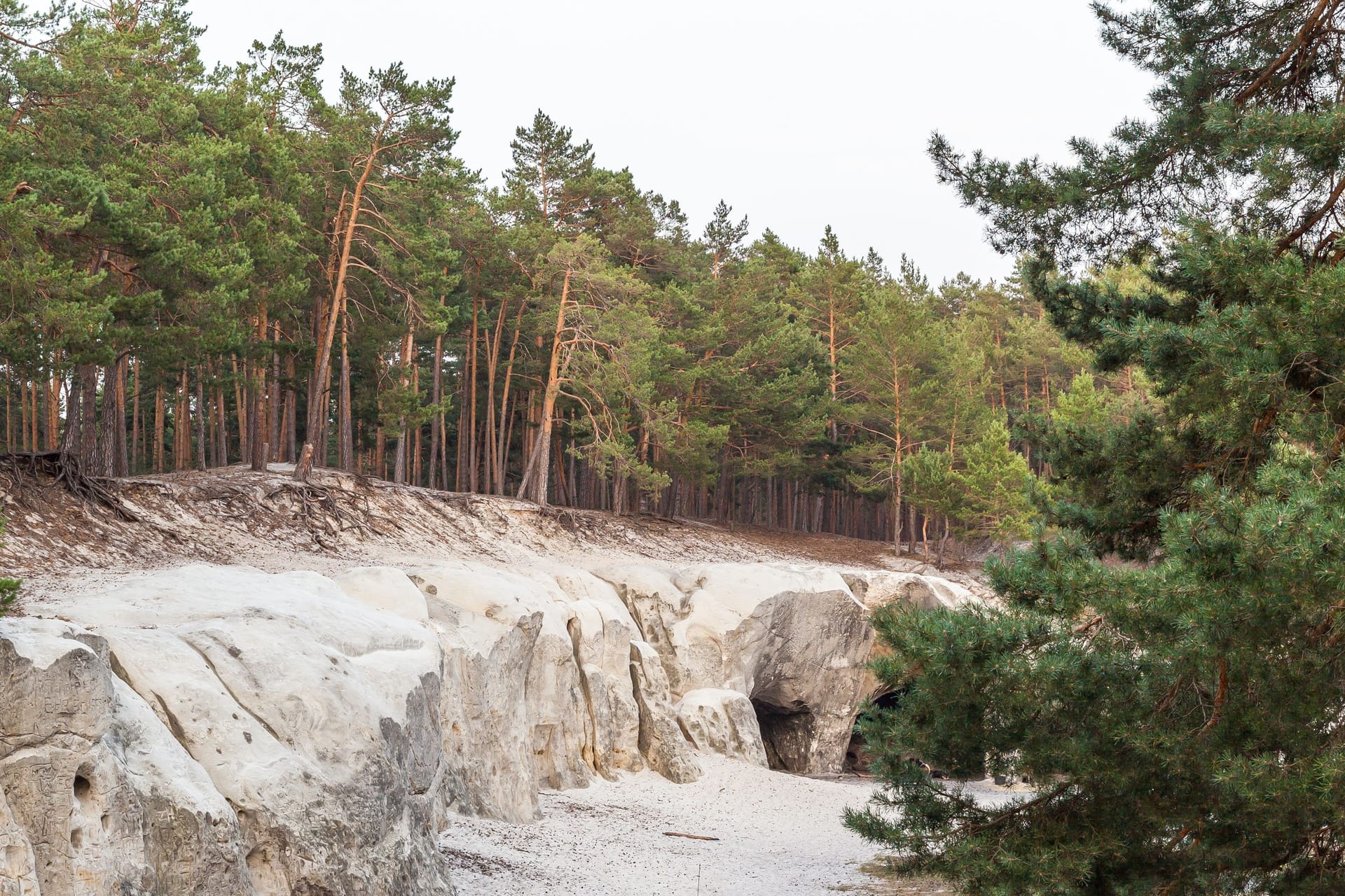 Der Heers im Harz (Archivbild): Hier wurde der angebliche "Wolfsmensch" fotografiert.