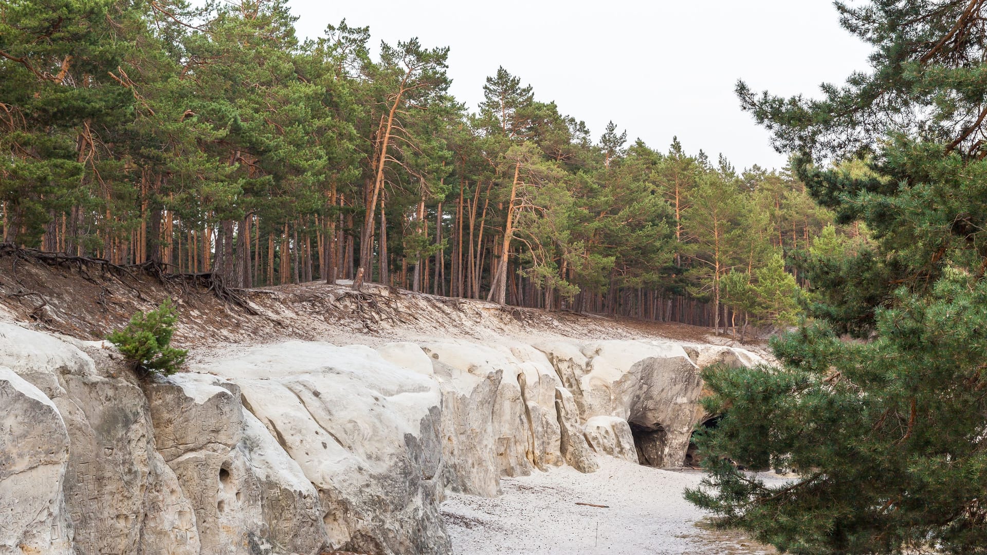 Der Heers im Harz (Archivbild): Hier wurde der angebliche "Wolfsmensch" fotografiert.