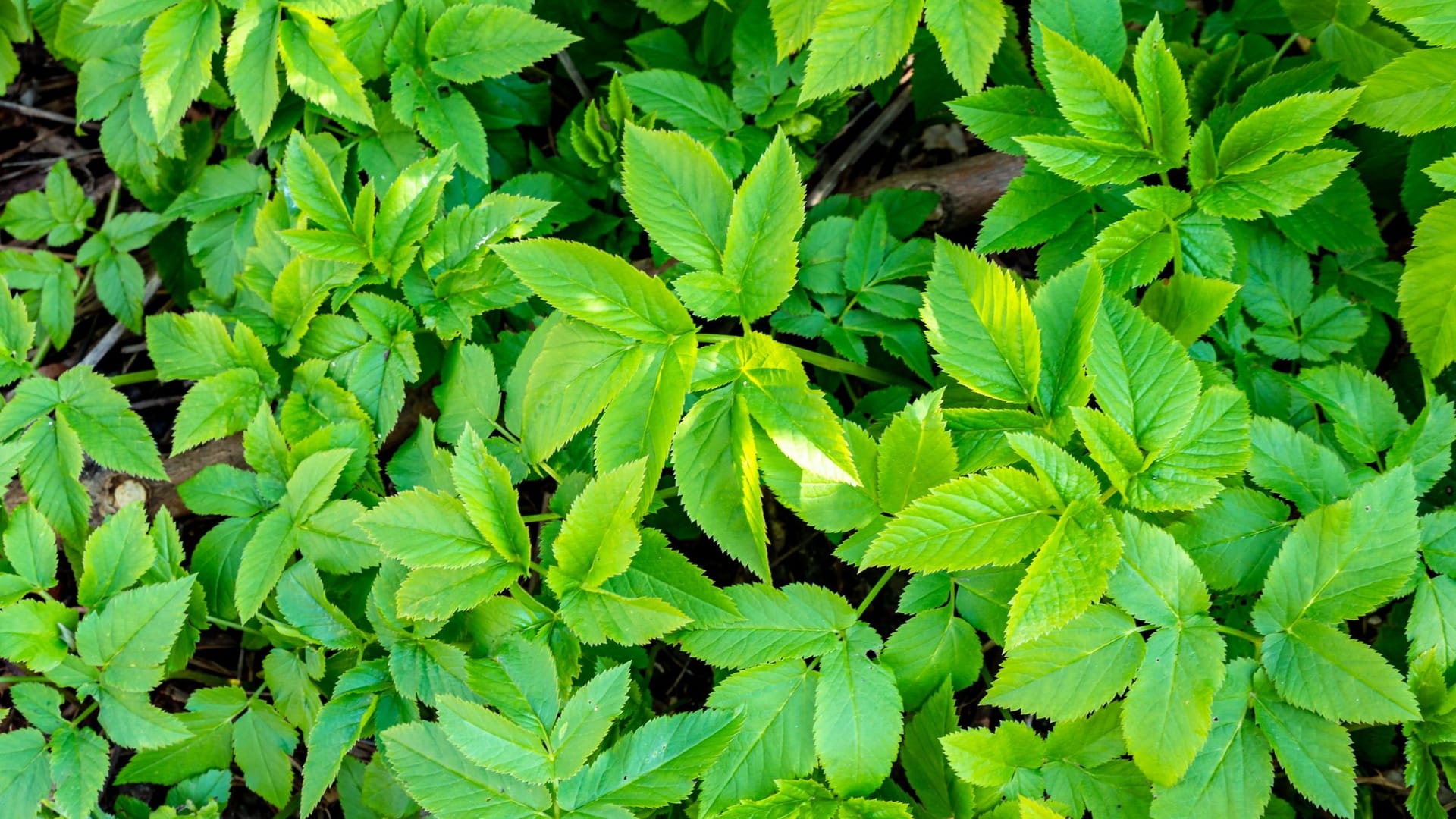 Giersch kann geradezu wuchern und zu einer immer wiederkehrenden Plage im Garten werden.