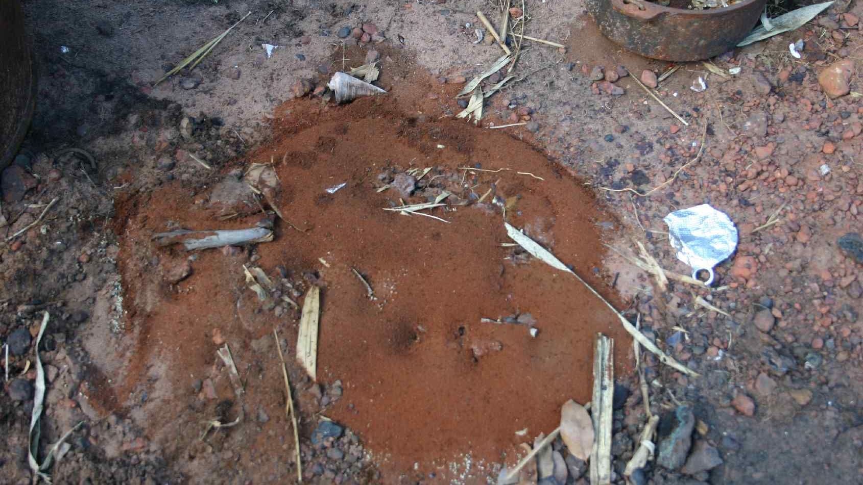 Ein tropisches Feuerameisennest aufgenommen in Northern Territory, Australien.