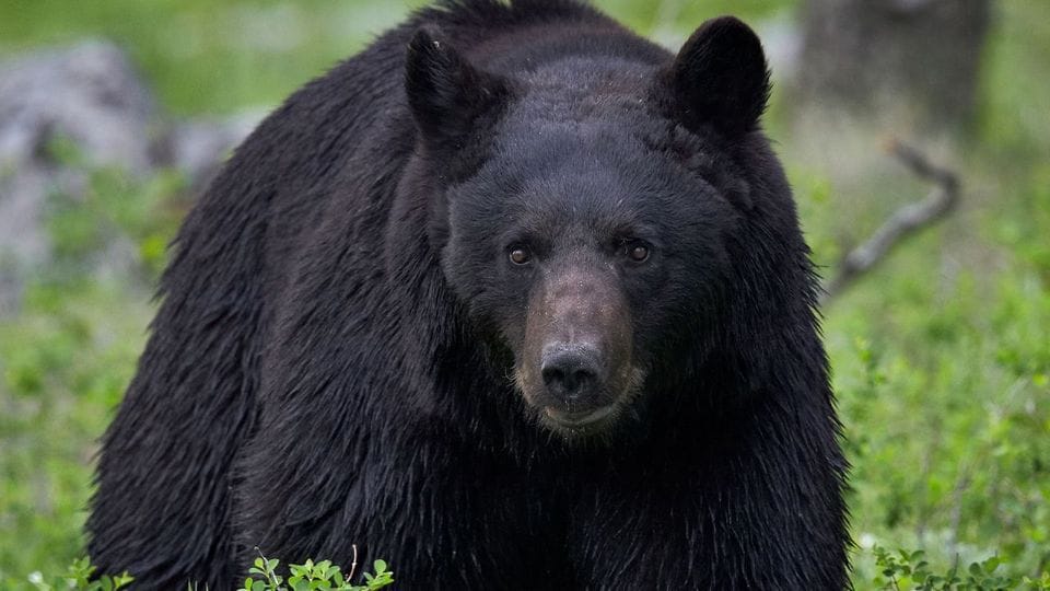 Schwarzbären greifen Menschen nur äußerst selten an.