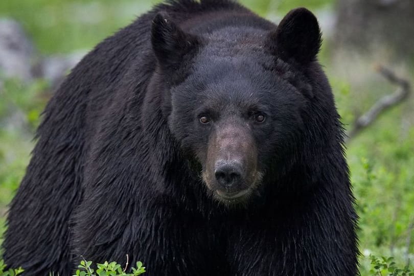 Schwarzbären greifen Menschen nur äußerst selten an.