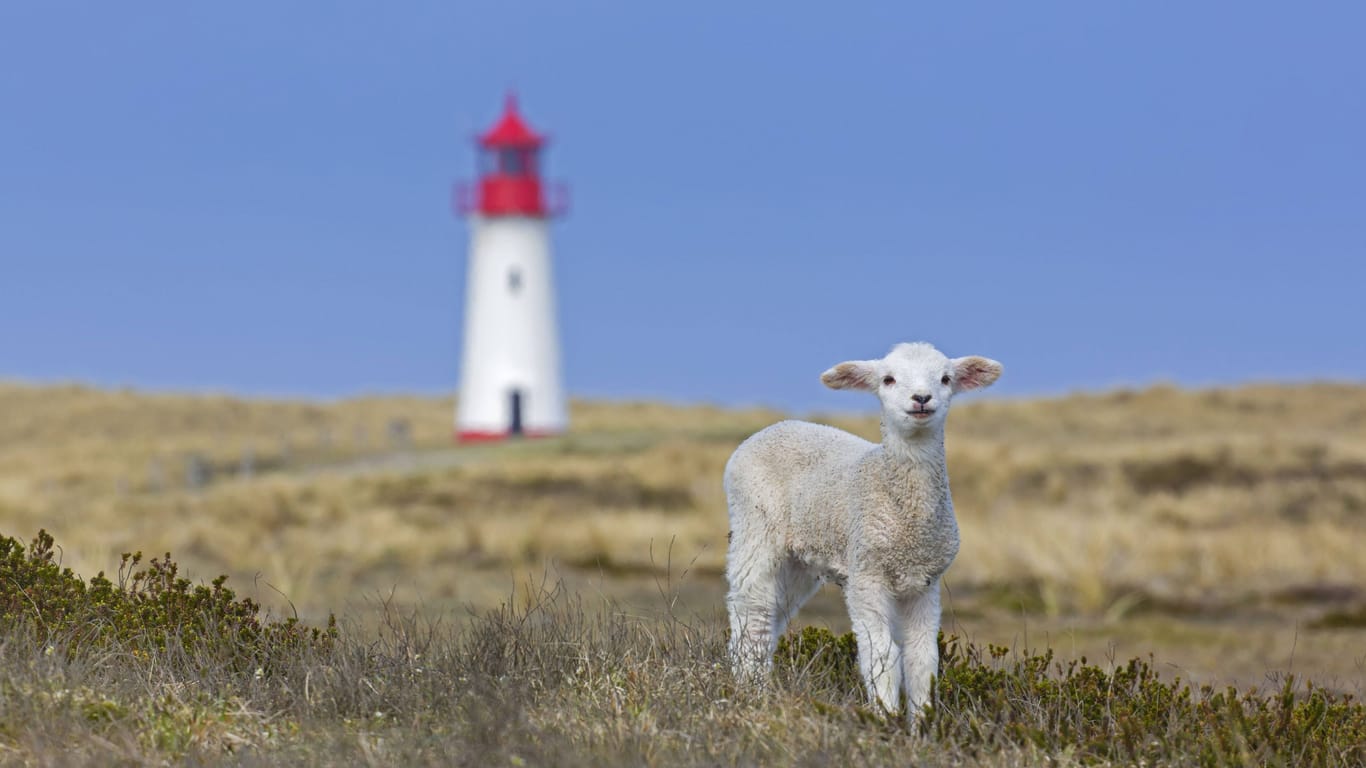 Ein Lamm steht vor einem Leuchtturm auf Sylt (Symbolbild): Immer wieder gibt es Hundeattacken auf der Insel.