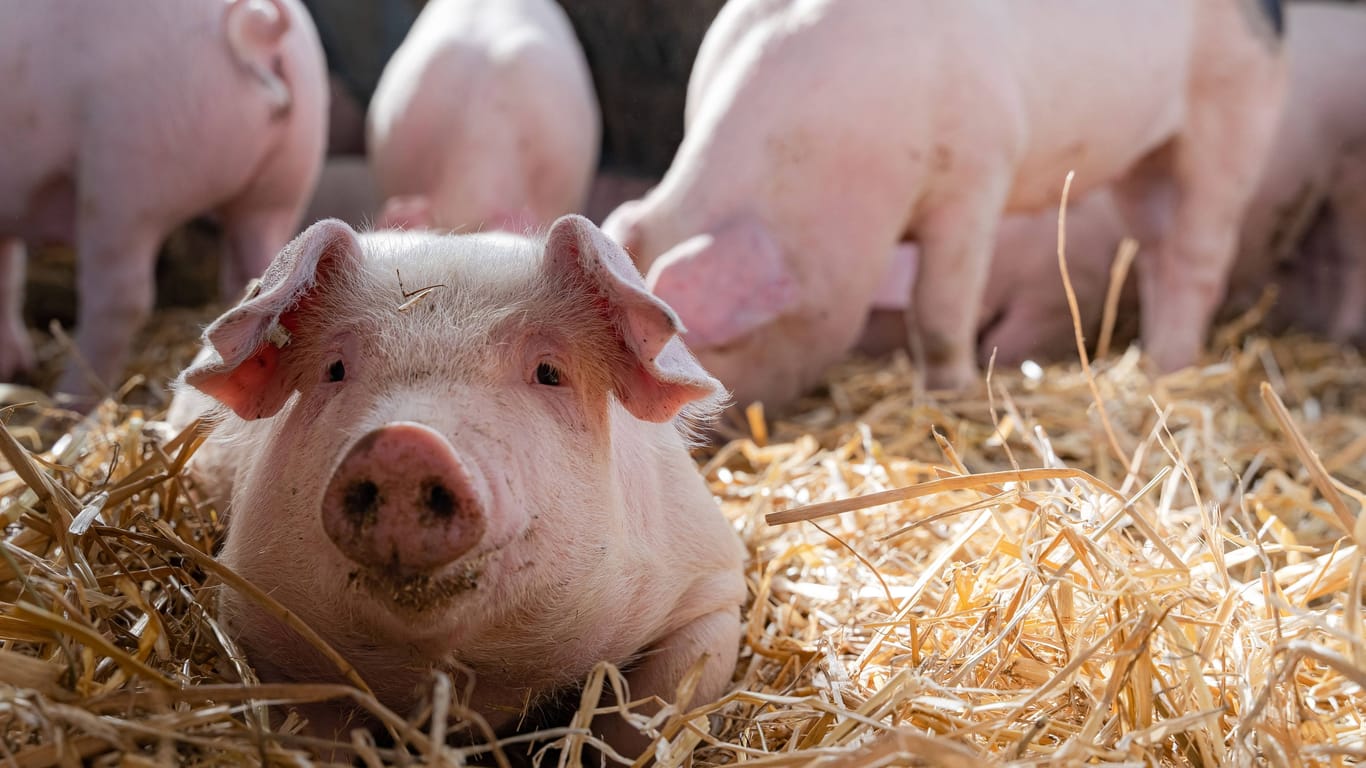 Ein junges Mastschwein im Stall (Symbolfoto): Jedes Jahr verbrauchen die Menschen in Deutschland durchschnittlich 29 Kilo Schweinefleisch. Forscher wollen dies zukünftig künstlich herstellen - ohne Tier.