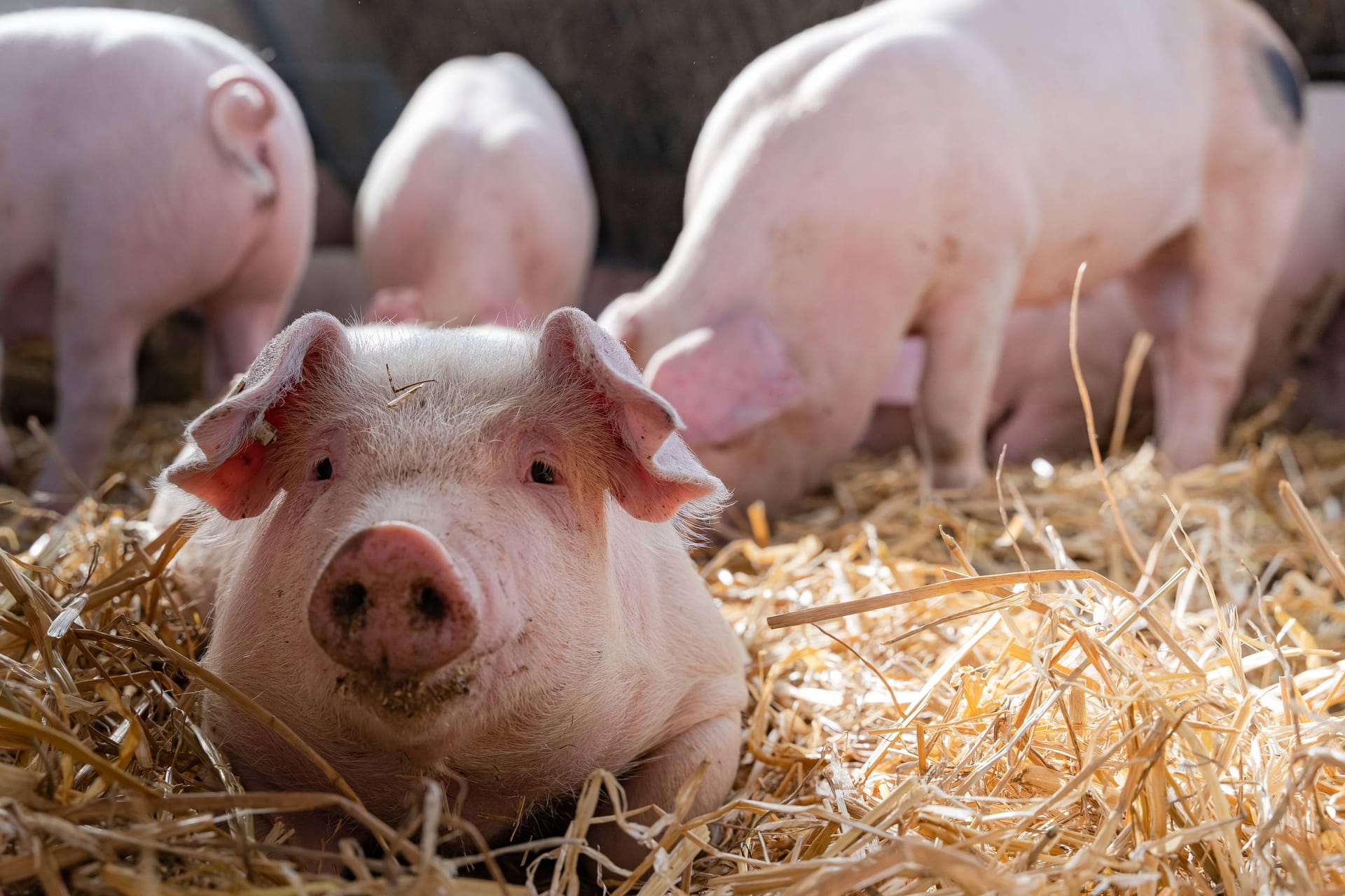 Ein junges Mastschwein im Stall (Symbolfoto): Jedes Jahr verbrauchen die Menschen in Deutschland durchschnittlich 29 Kilo Schweinefleisch. Forscher wollen dies zukünftig künstlich herstellen - ohne Tier.