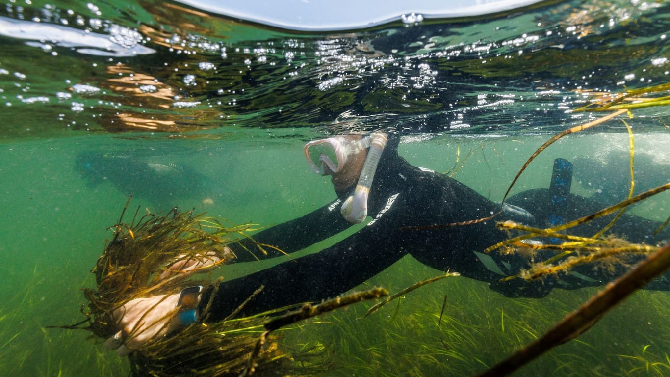 The Wider Image: In Baltic Sea, citizen divers restore seagrass to fight climate change