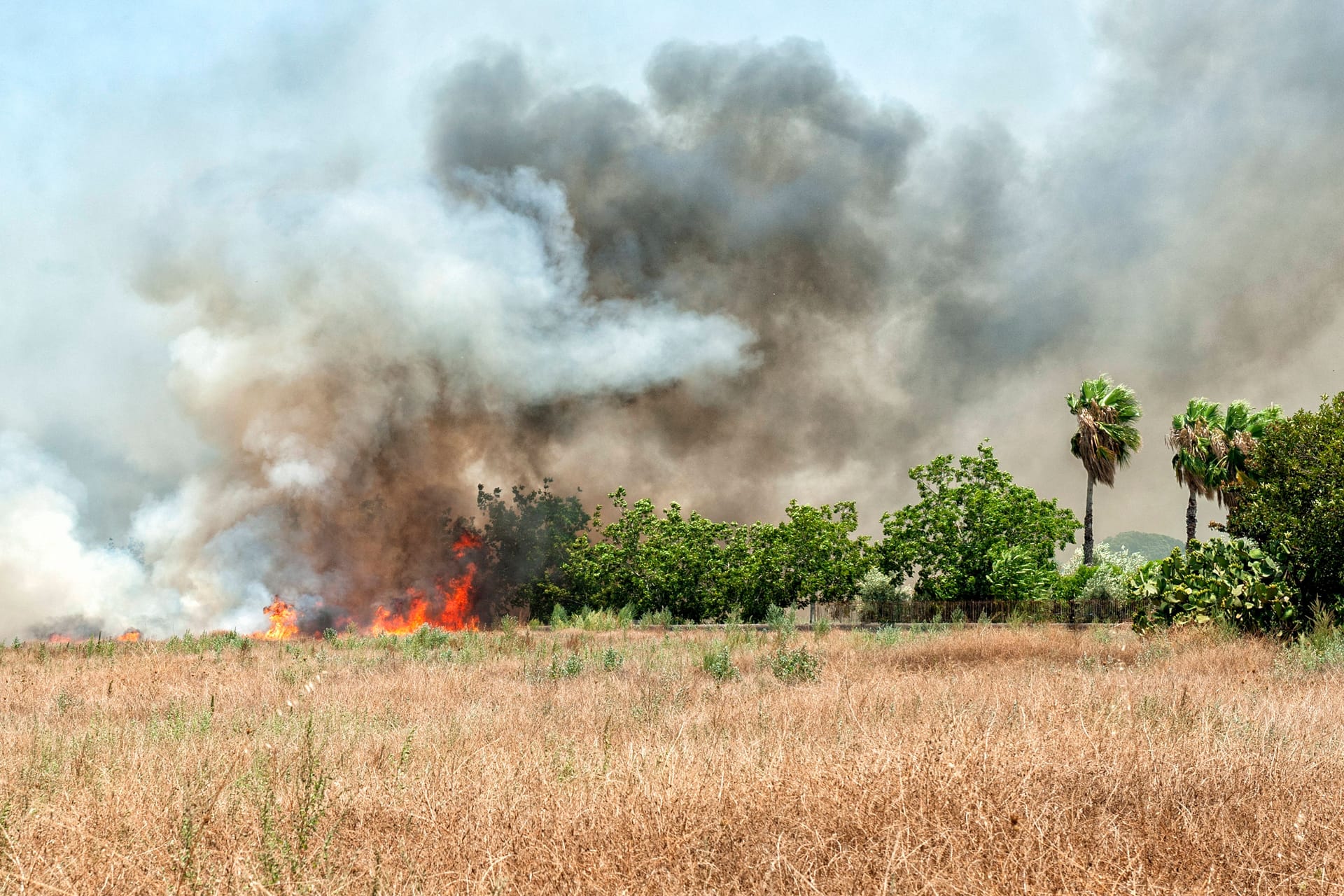 Feuer auf Sizilien im Juli: Jetzt brennt es auch auf der italienischen Insel Elba.