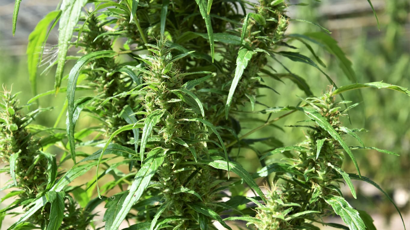 Heranwachsende Cannabisblüten an einer Pflanze: Nach ihrer Ernte können sie getrocknet und geraucht werden. Doch nicht alle Sorten wirken berauschend.