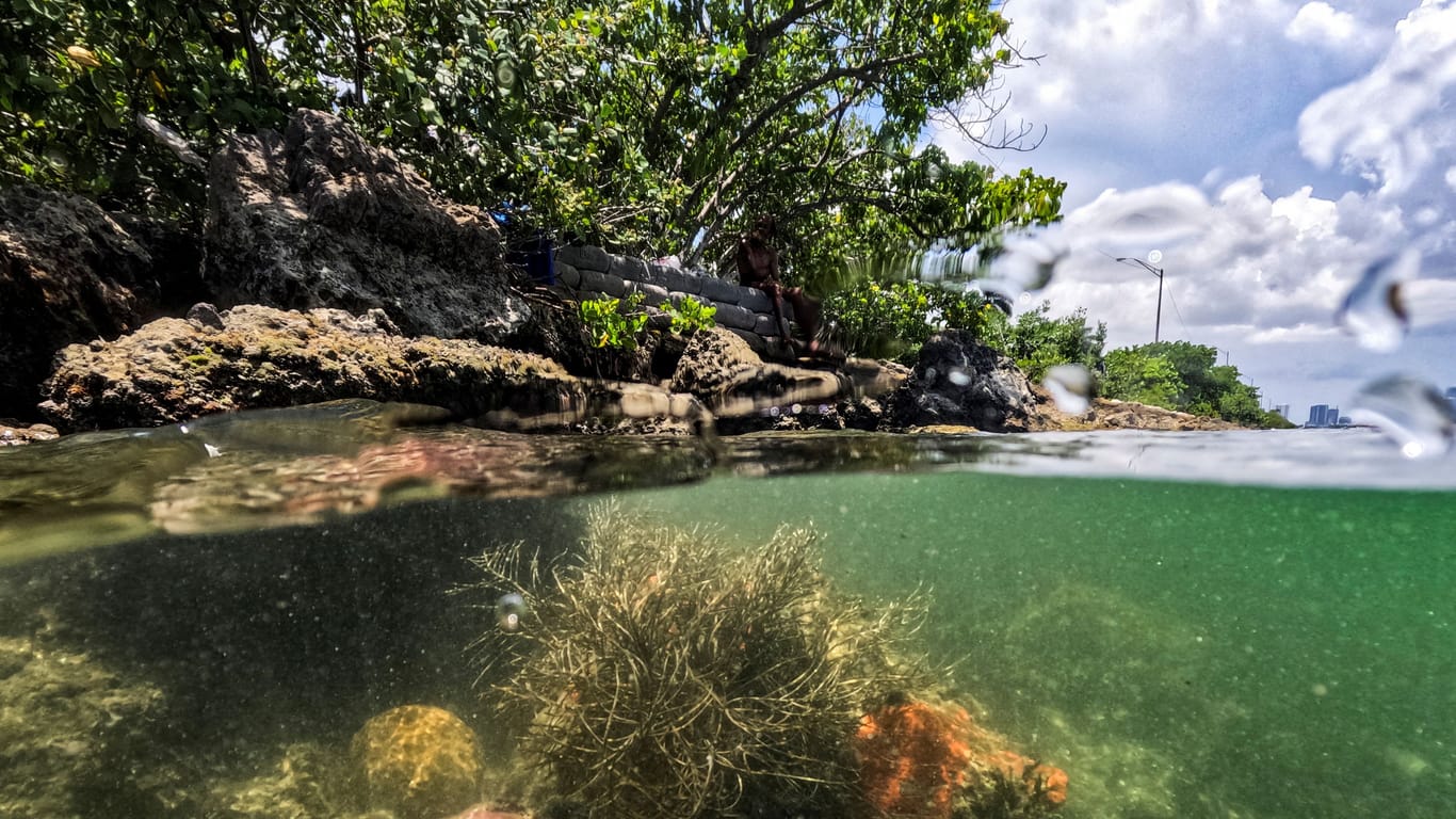 Klimaerwärmung: Die hohen Wassertemperaturen vor Florida sind vor allem für die Korallen gefährlich.