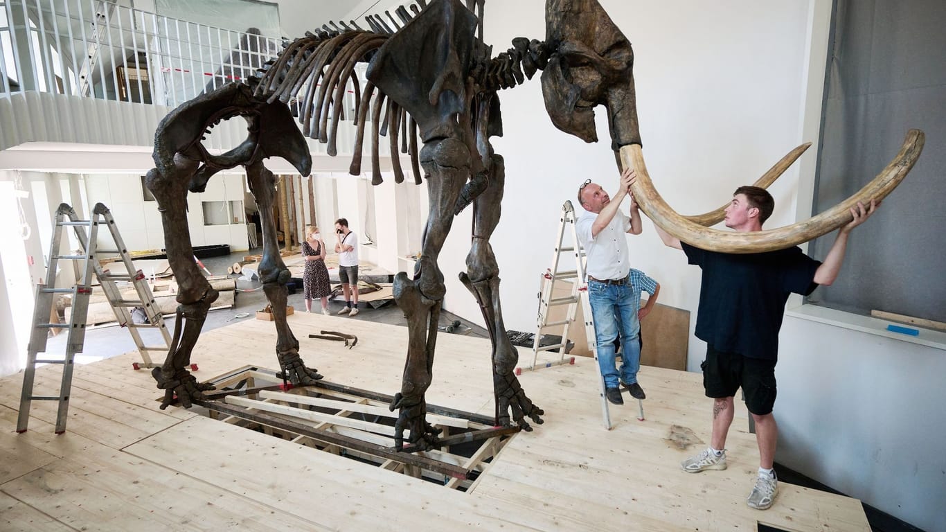 Das «Ahlener Mammut» im Geomuseum