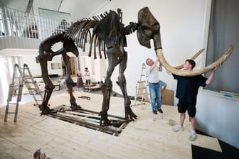 Das «Ahlener Mammut» im Geomuseum