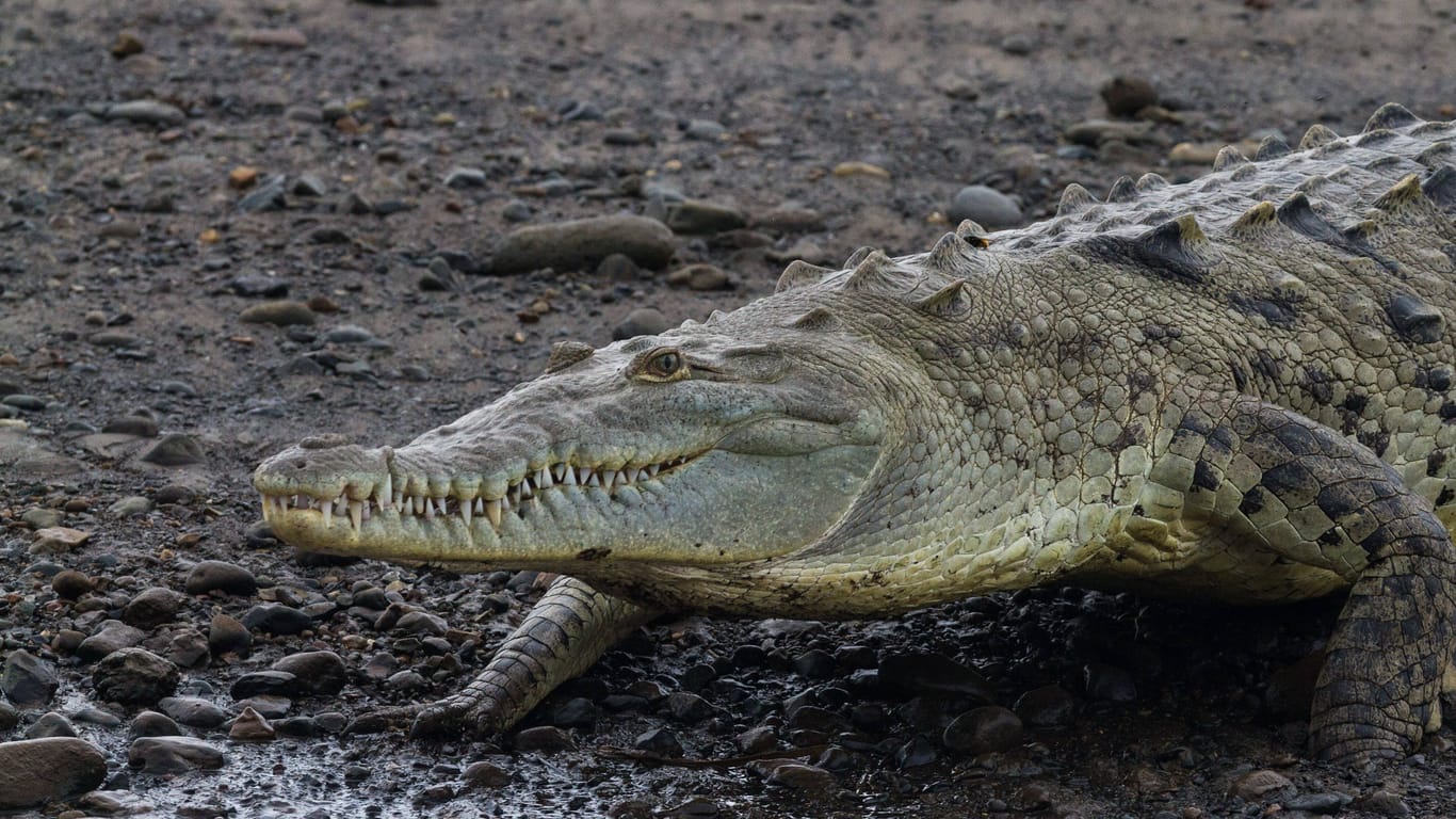 Ein Krokodil (Symbolfoto): Die Echsen sind in Costa Rica heimisch.