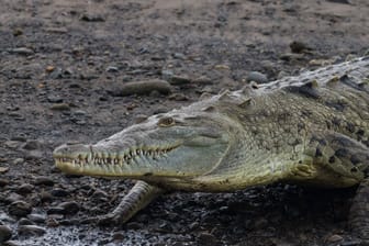 Ein Krokodil (Symbolfoto): Die Echsen sind in Costa Rica heimisch.