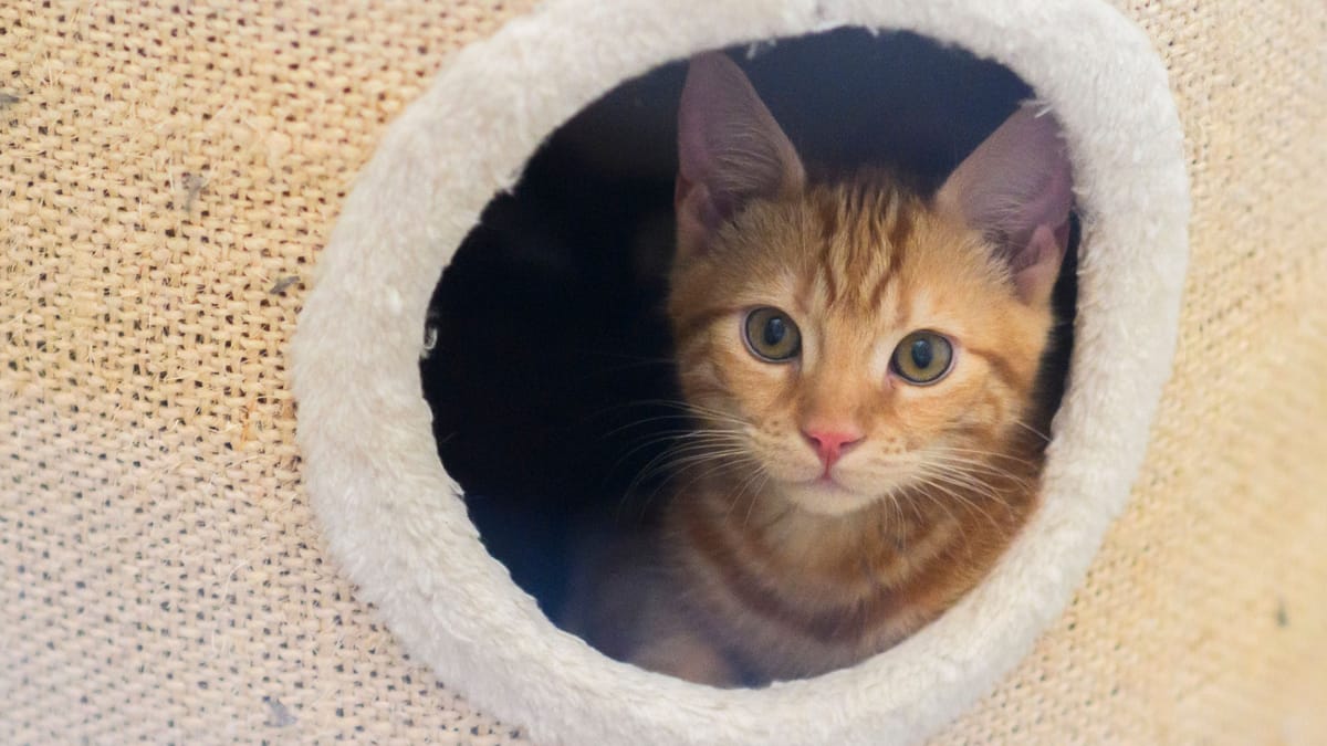 Niedersachsen Streunerkatzen Tiersch Tzer Warnen Vor Steigenden Zahlen