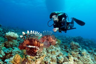 Rotfeuerfisch lauert in Korallenriff auf Beute: Eigentlich lebt der Fisch im Indischen Ozean.