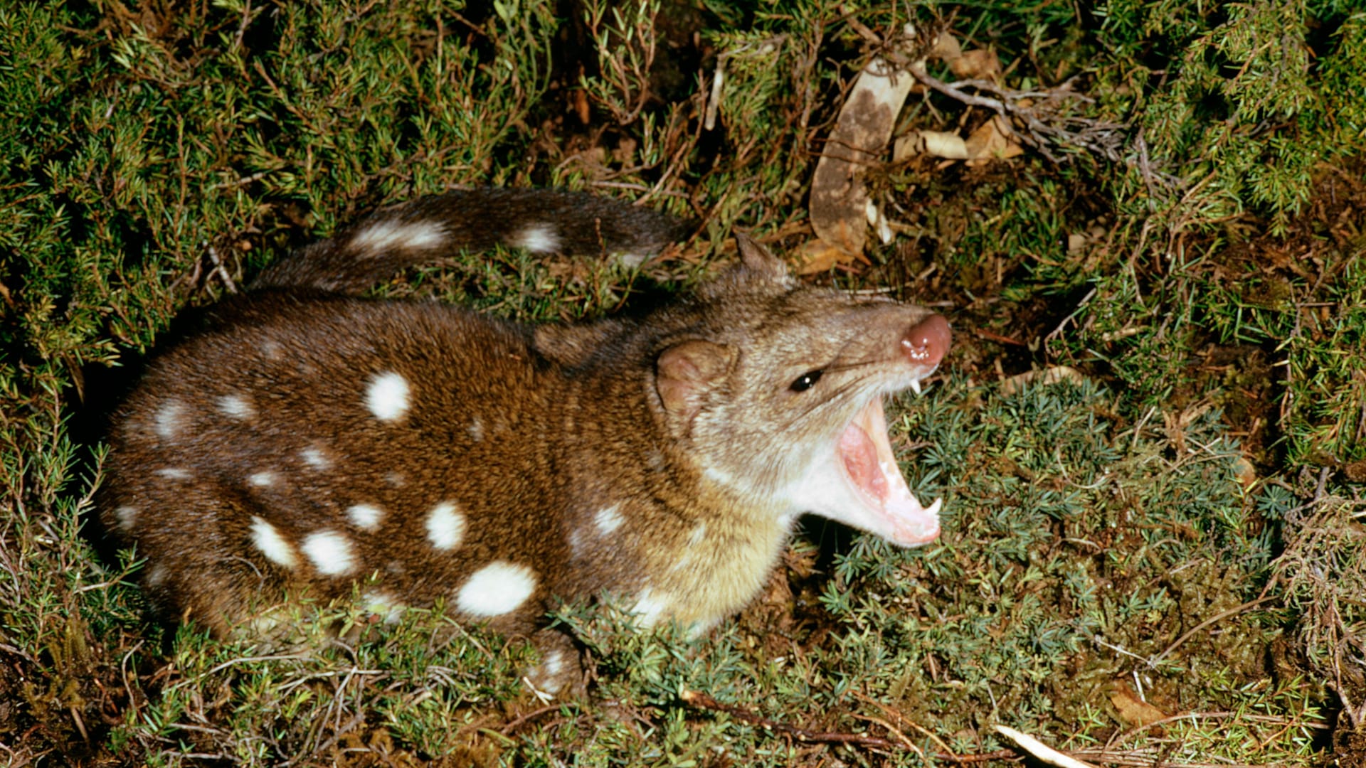 Der Riesenbeutelmarder ist nach dem Tasmanischen Teufel das zweitgrößte fleischfressende Beuteltier der Welt.