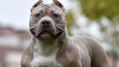 American XL Bully