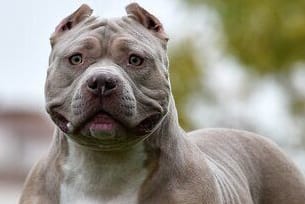 American XL Bully