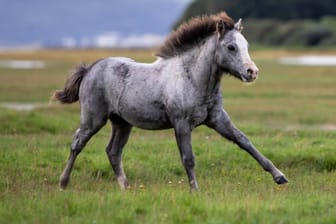 Pony (Symbolfoto): Nicht alle Tiere sind auf ihrer Koppel in Sicherheit.