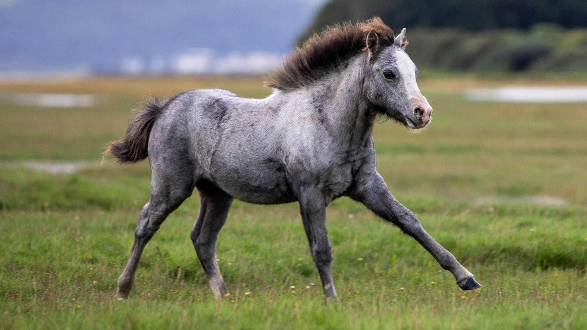 Pony (Symbolfoto): Nicht alle Tiere sind auf ihrer Koppel in Sicherheit. Pony (Symbolfoto): Nicht alle Tiere sind auf ihrer Koppel in Sicherheit.