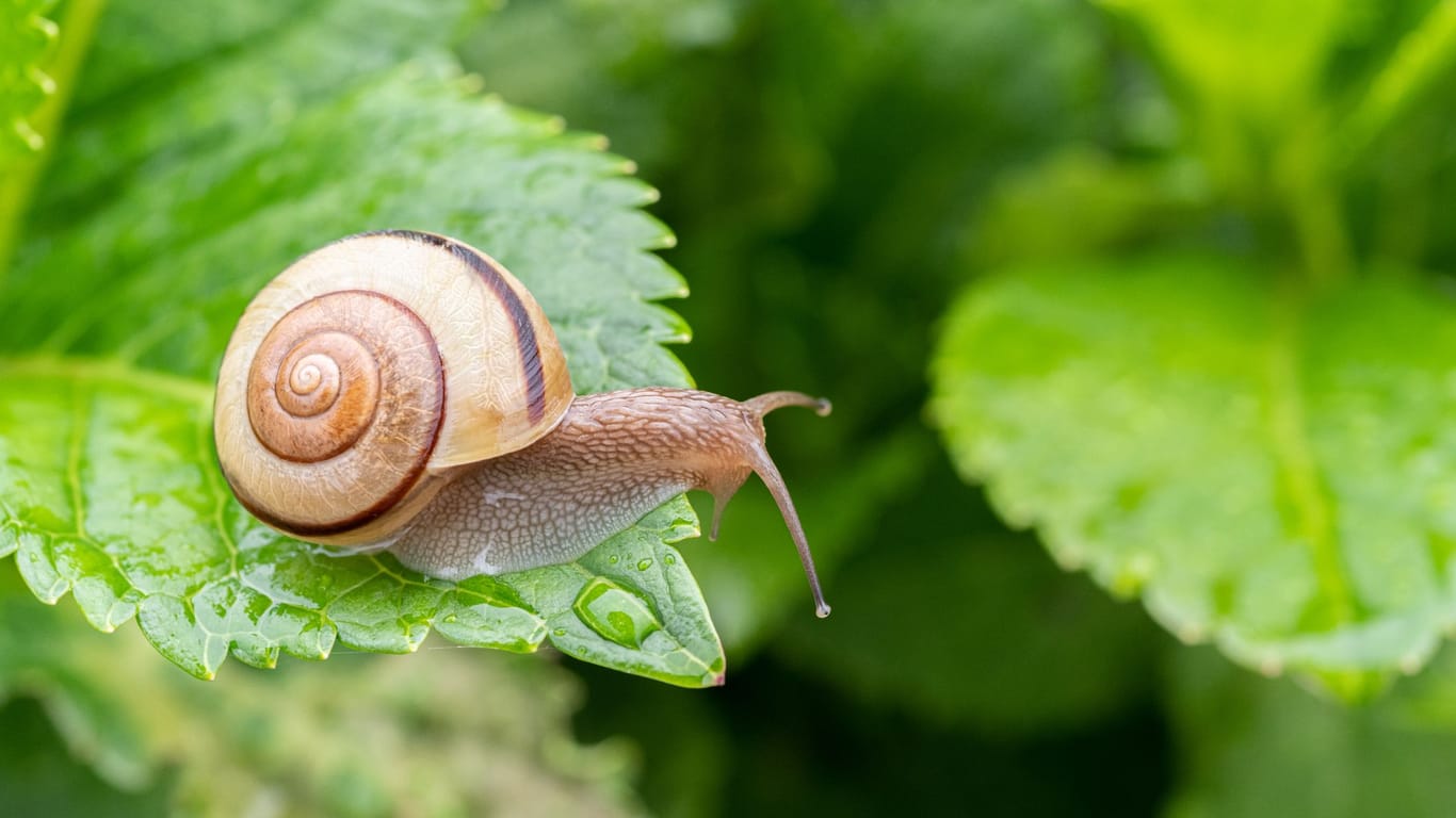 Das Gewürz hält Schnecken fern ohne Ihre Pflanzen zu schädigen.