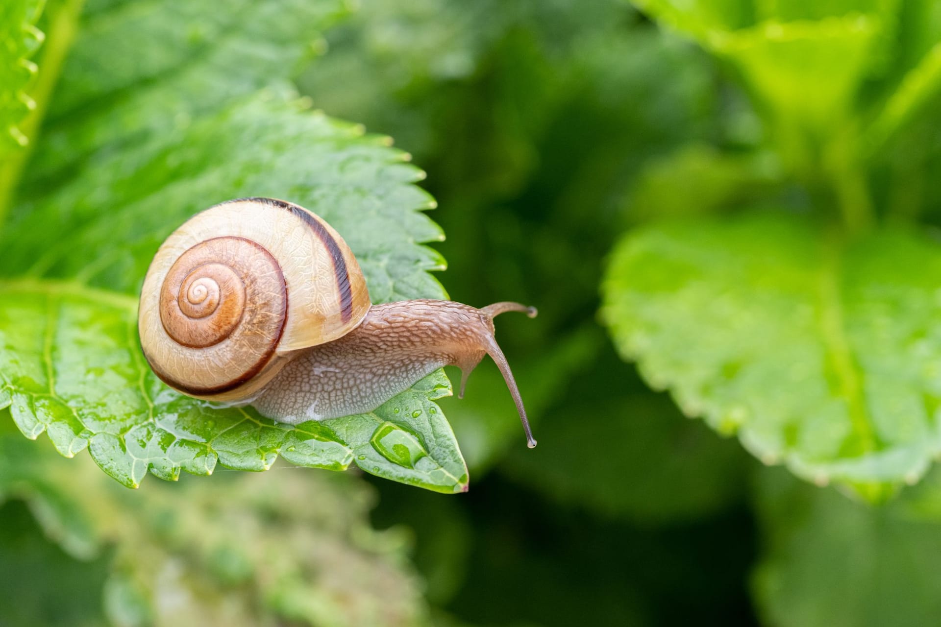 Das Gewürz hält Schnecken fern ohne Ihre Pflanzen zu schädigen.