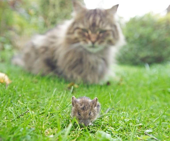 Eine Katze schleicht sich an eine Maus an.