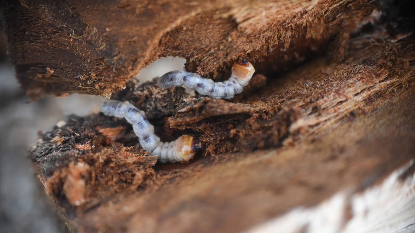 Manche Holzwürmer fressen sich auch durch Brennholz.