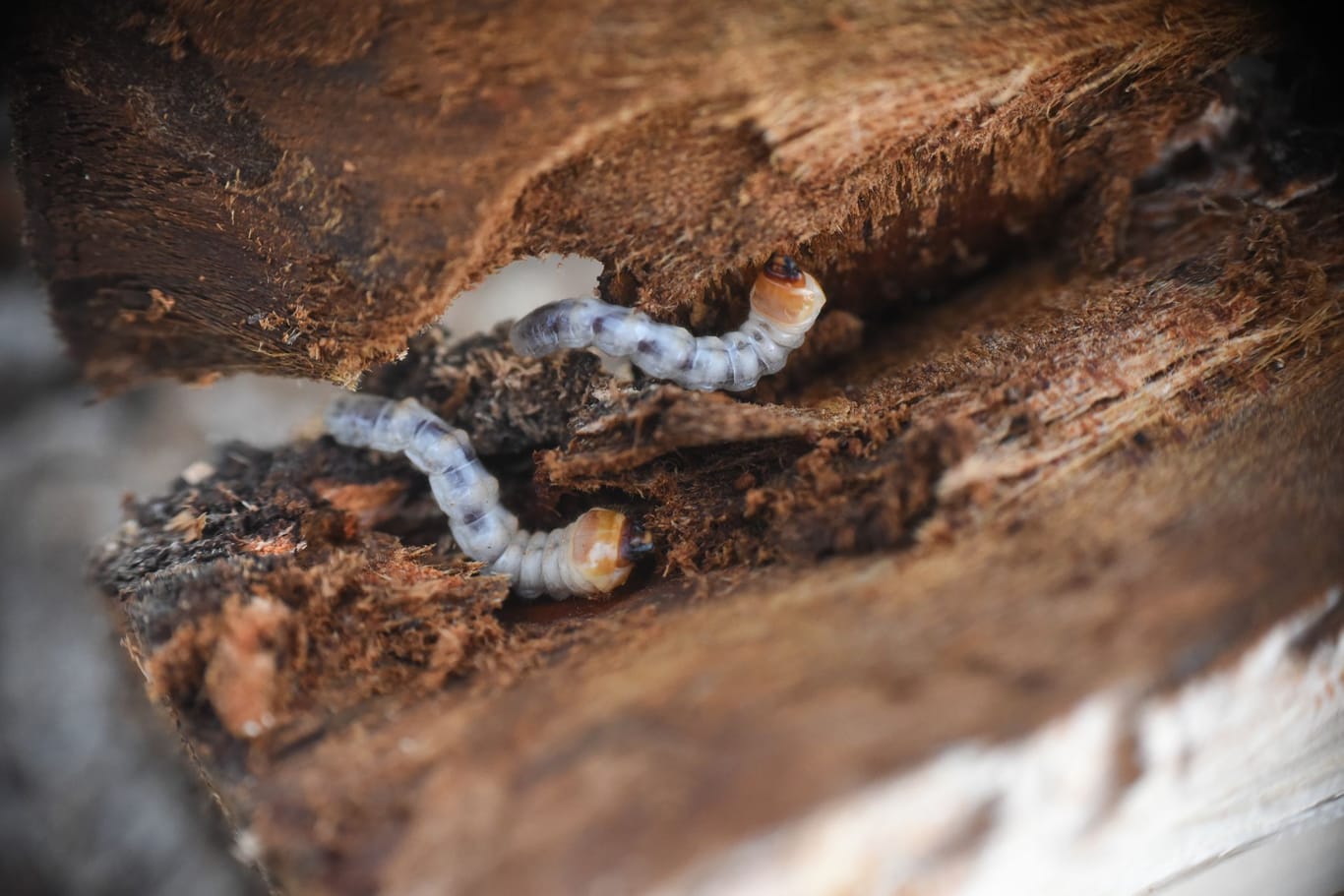 Manche Holzwürmer fressen sich auch durch Brennholz.