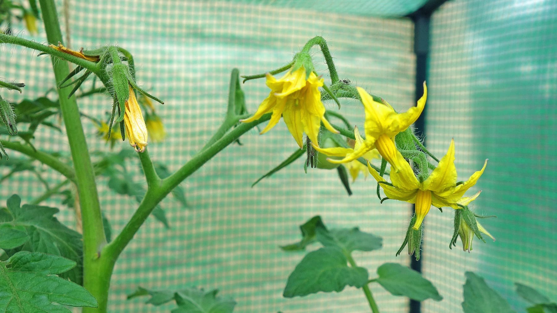Tomato plant remove flowers in autumn Breaking News in USA Today