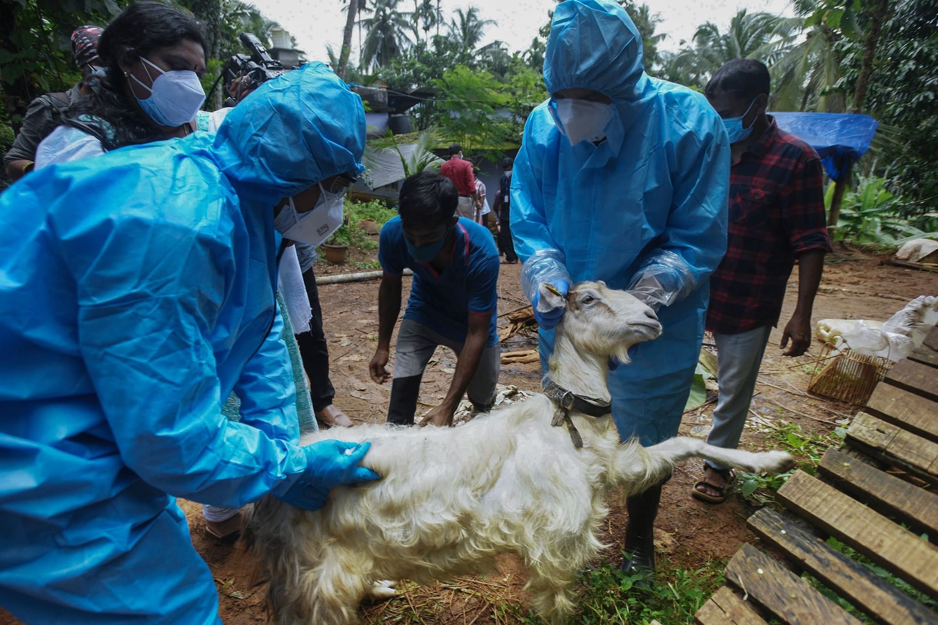 Nipah-Virus in Indien