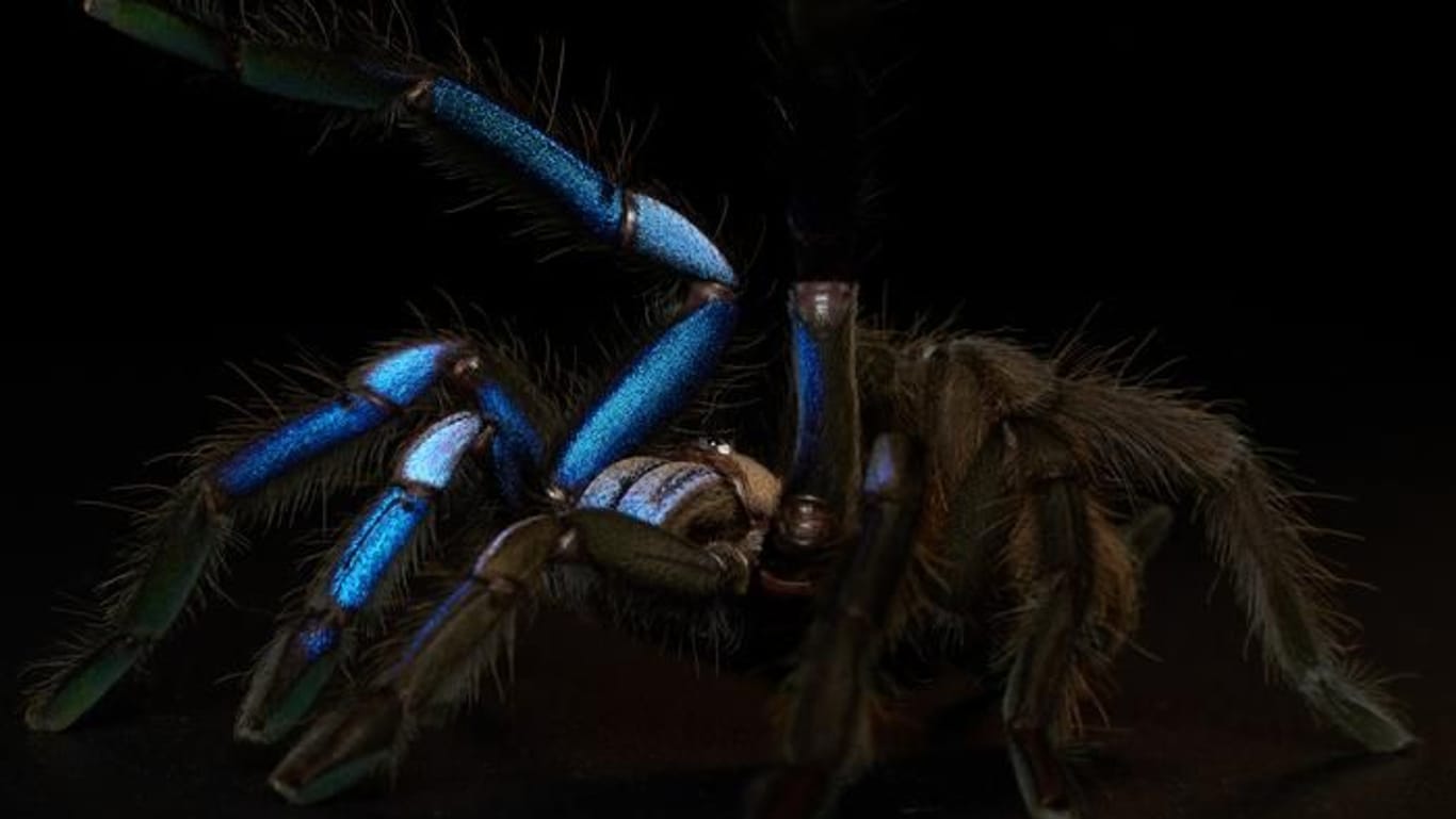 Chilobrachys natanicharum: Die blaue Färbung rührt nicht von Pigmenten her, sondern entsteht durch winzige Härchen.