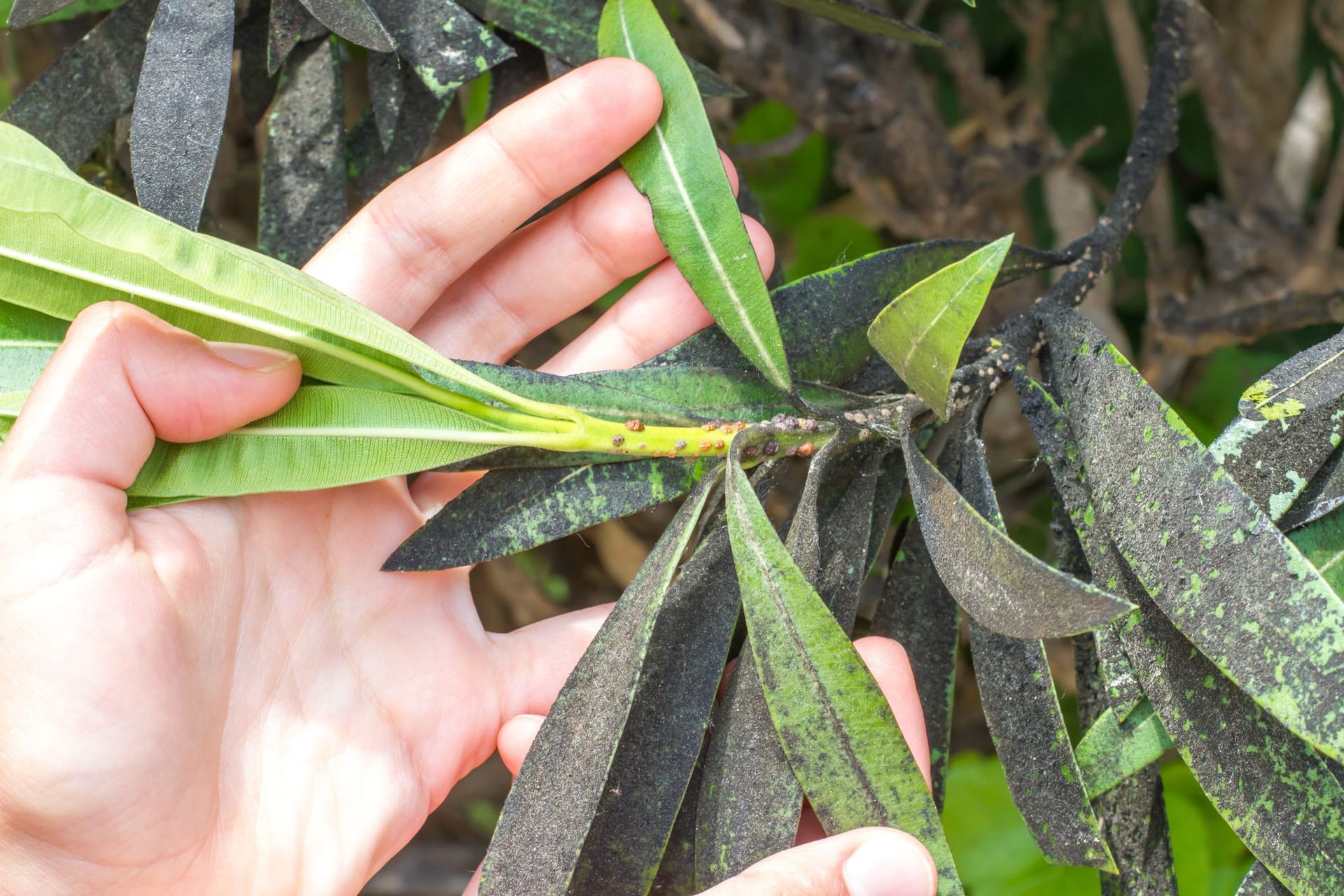 Auf den ersten Blick sind Läuse am Oleander kaum zu erkennen.