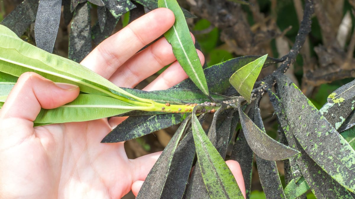 Läuse am Oleander Diese Maßnahmen helfen Ihnen jetzt Pflanzenpflege