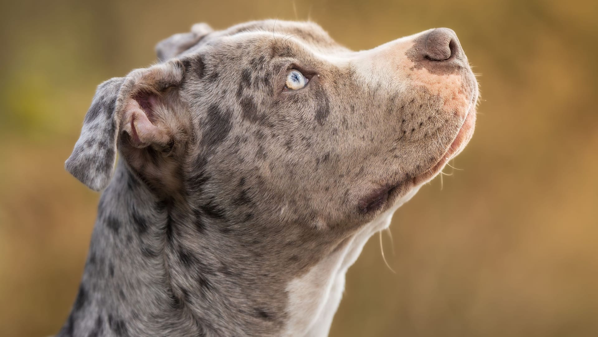 Ein Welpe des American XL Bully. Das Herkunftsland des Hybrid-Hundes ist die USA.