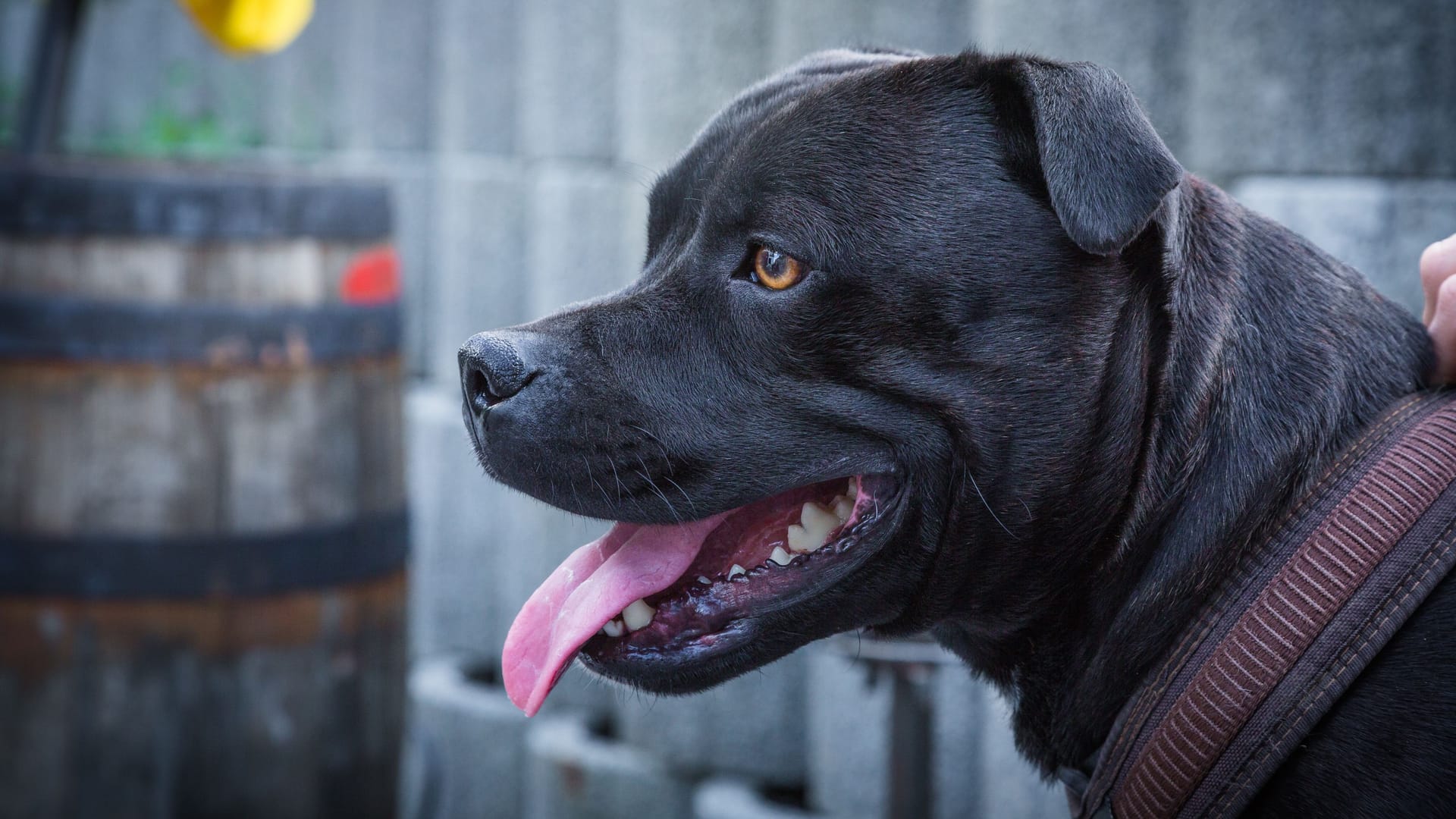 Ein Pitbull (Symbolbild): Die Rasse wird umgangssprachlich auch als "Kampfhund" bezeichnet. Ein Pitbull (Symbolbild): Die Rasse wird umgangssprachlich auch als "Kampfhund" bezeichnet.