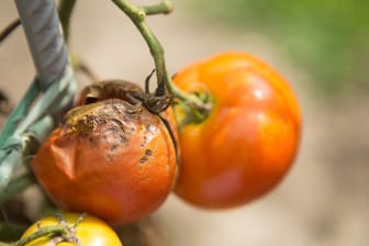 Wenn Sie die Braunfäule an Ihren Tomaten nicht sofort behandeln, kann sie die gesamte Pflanze zerstören.