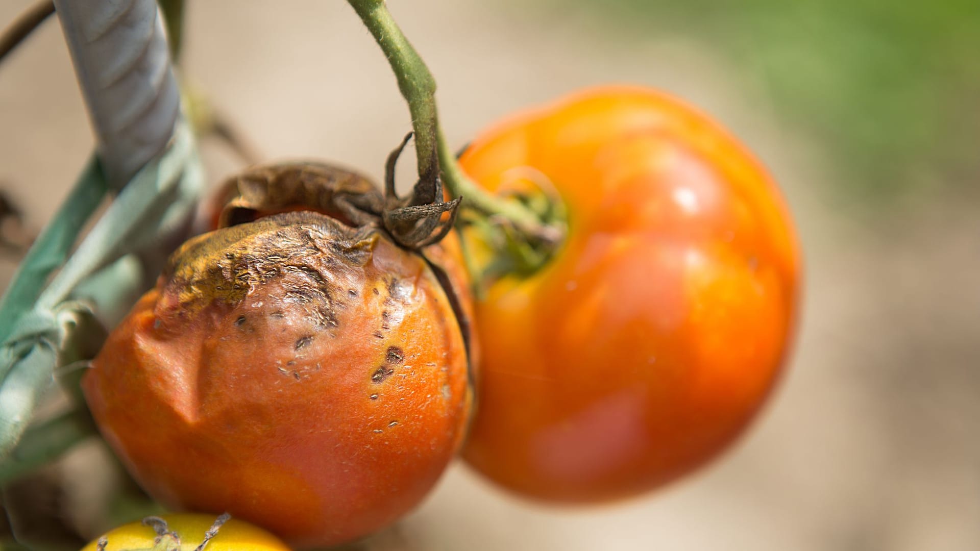 Wenn Sie die Braunfäule an Ihren Tomaten nicht sofort behandeln, kann sie die gesamte Pflanze zerstören.