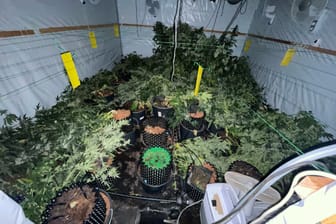 Die Einsatzkräfte stießen auf eine Marihuana-Plantage.