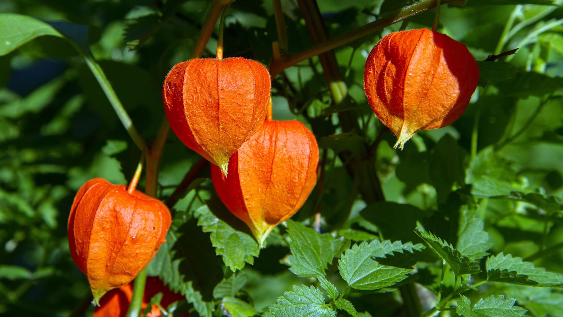 Mit dem Ausgeizen bekommt Ihr üppiger Physalis-Strauch wieder genügend Licht.