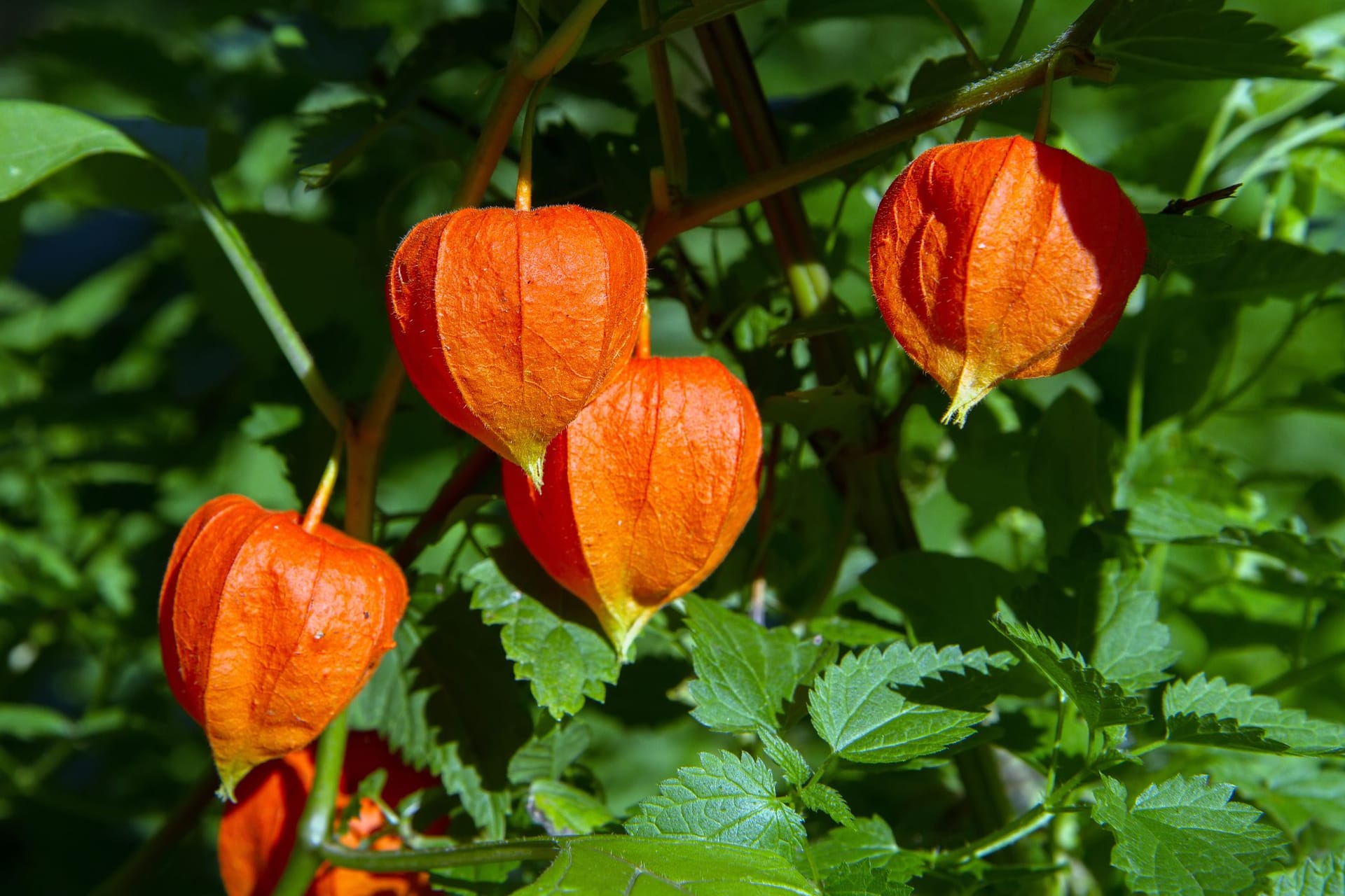 Mit dem Ausgeizen bekommt Ihr üppiger Physalis-Strauch wieder genügend Licht.