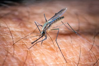 Culex-Mücken übertragen das Virus.