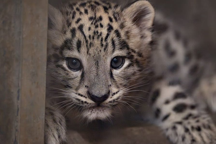 Der kleine Schneeleopard: Anders als andere Großkatzen brüllen die Leoparden nicht.