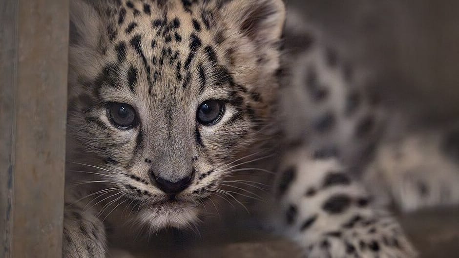 Der kleine Schneeleopard: Anders als andere Großkatzen brüllen die Leoparden nicht.