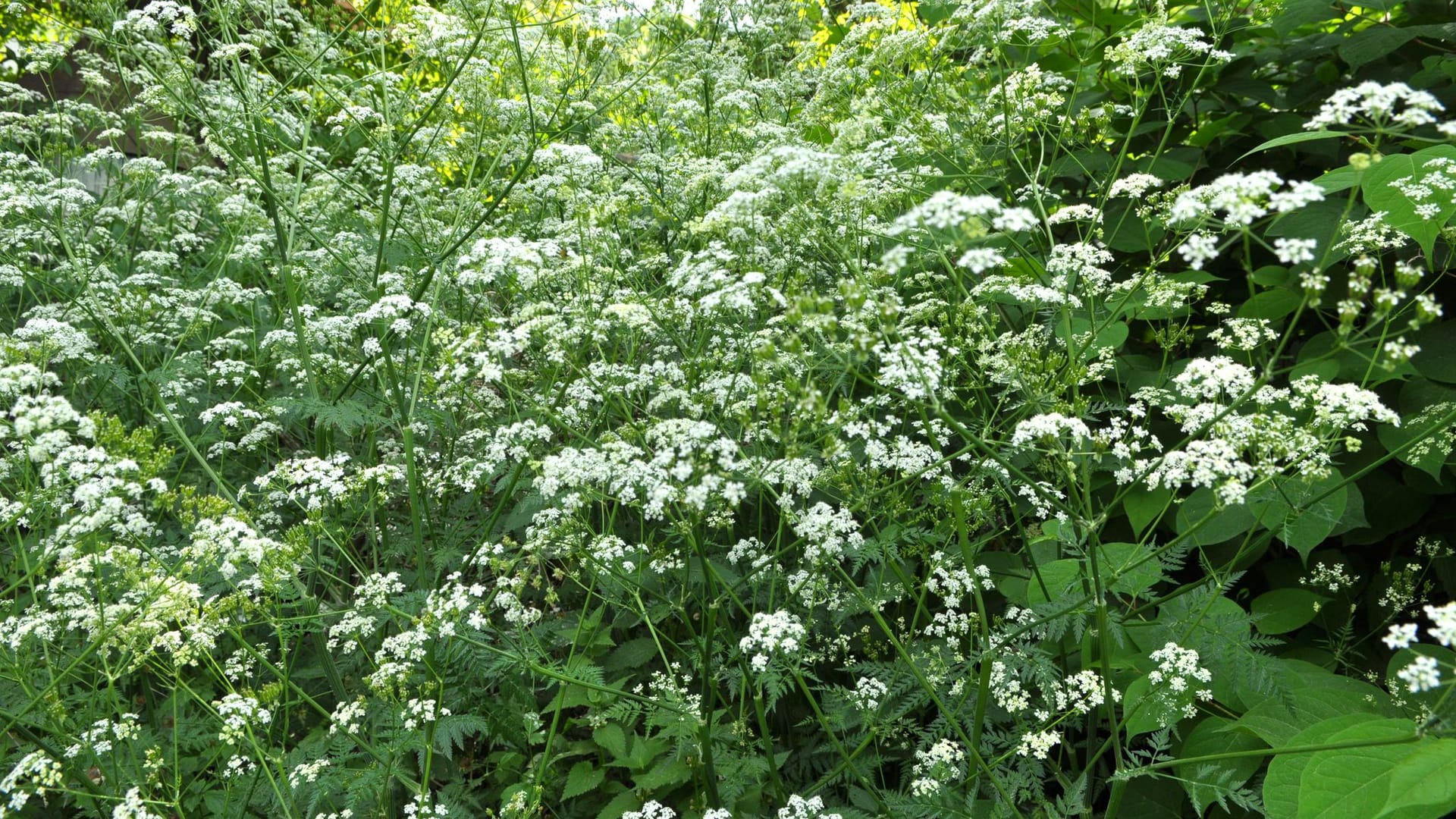 In Mitteleuropa gehört Wiesenkerbel zu den Frühblühern unter den Doldengewächsen.