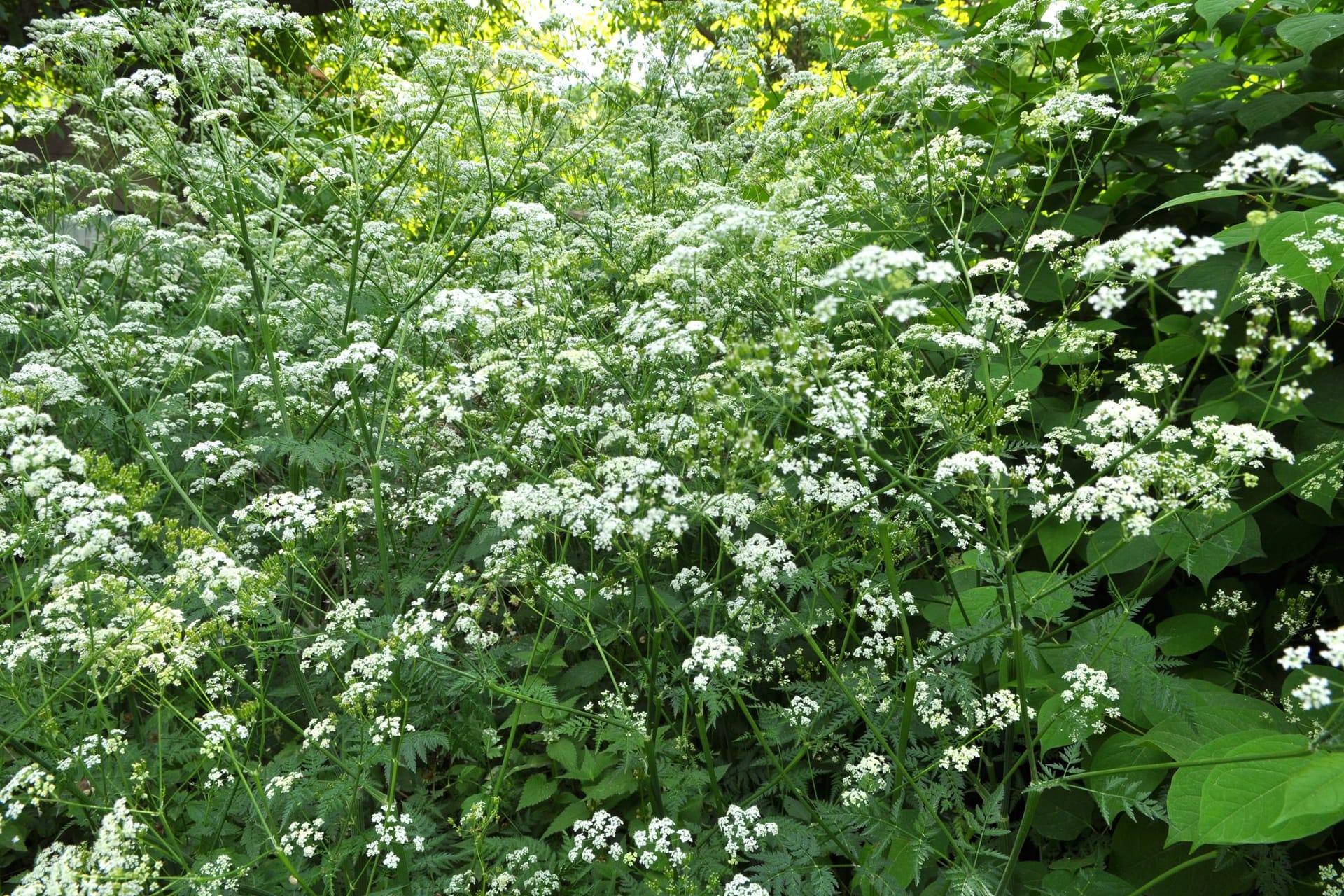 In Mitteleuropa gehört Wiesenkerbel zu den Frühblühern unter den Doldengewächsen.