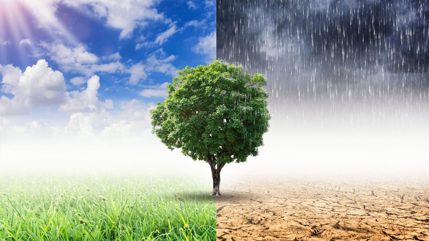 Ein Baum bei Sonnenschein und Starkregen: Wie viel wissen Sie über das Wetter? Testen Sie sich.
