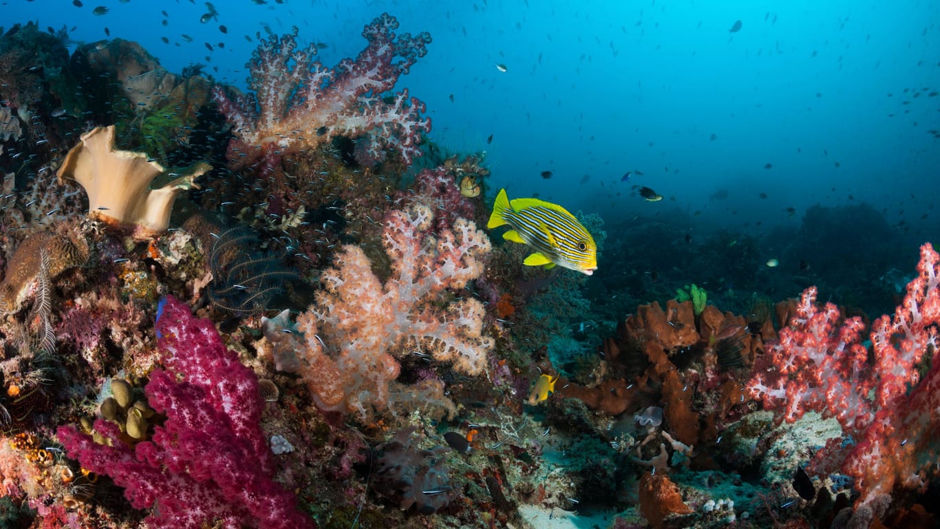 Korallenriff in Indonesien: Weltweit sind die artenreiche Ökosysteme zunehmend bedroht.
