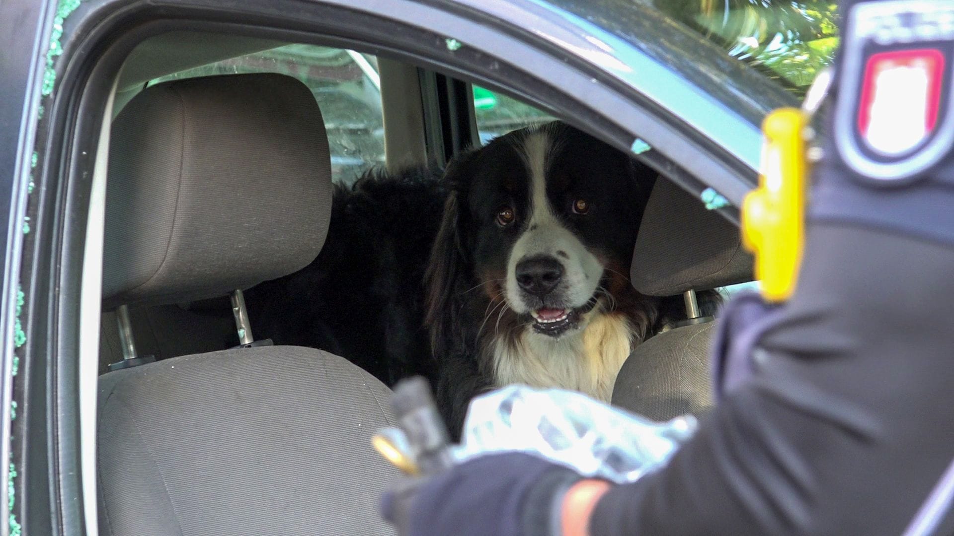 Hund im Stadtteil Rotherbaum: Das Tier brauchte dringend frische Luft.